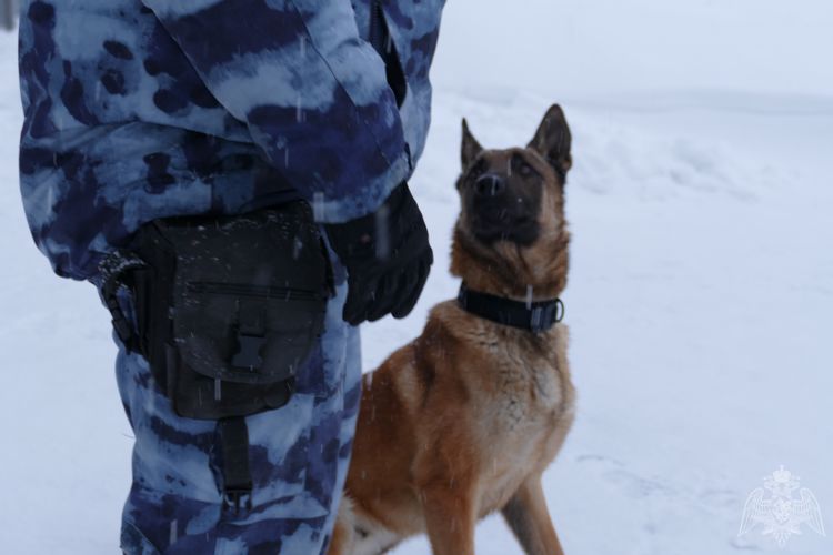 В рамках профессиональной подготовки в ОМОН «Штурм» Управления Росгвардии по Омской области состоялась проверка натренированности служебных собак