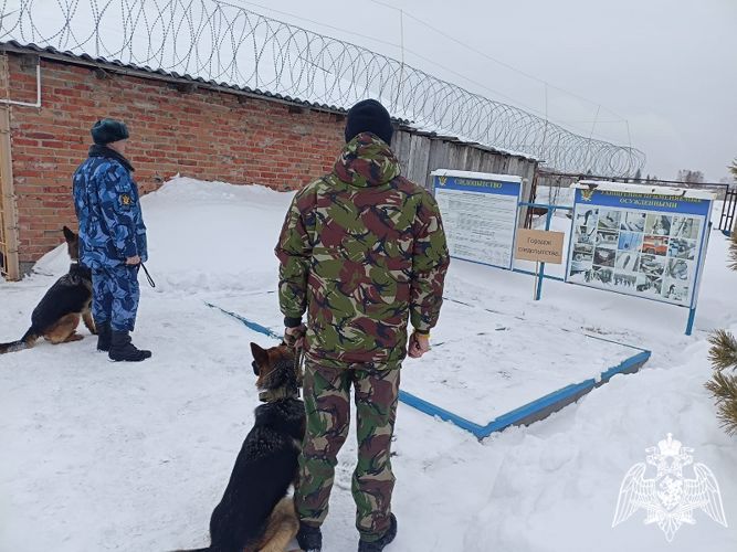 В Омске кинологи Росгвардии и УФСИН обменялись опытом